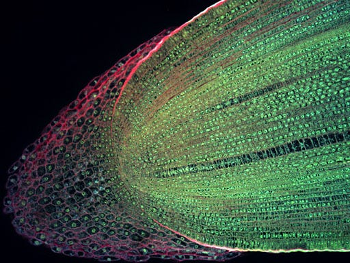 A close-up of a plant cell

AI-generated content may be incorrect.