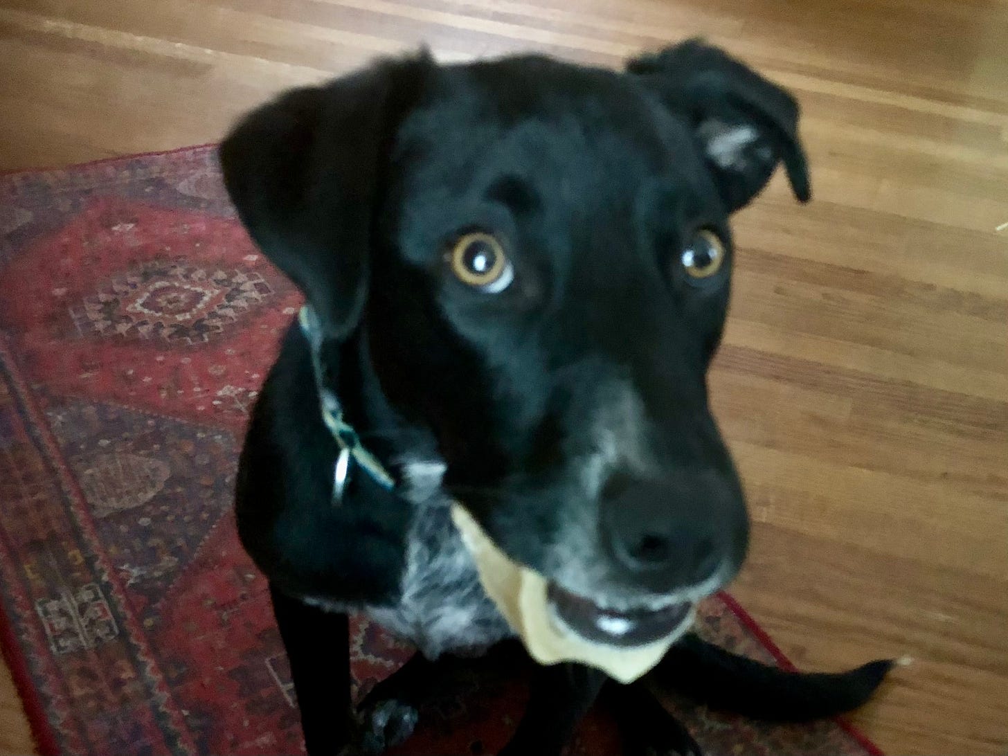 Dog