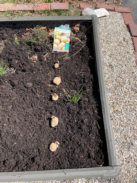 Potatoes lined in rows to be planted