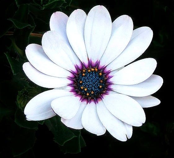 white daisy in bloom during daytime