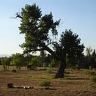 The Survivor Tree