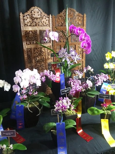 orchids