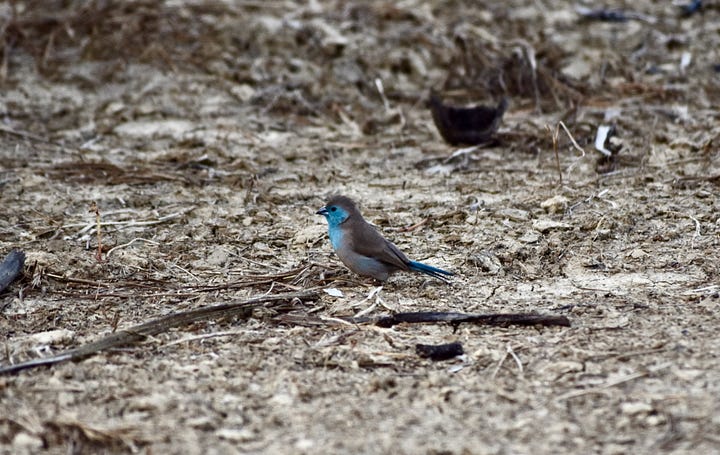 Blue waxbill and cape starling birds