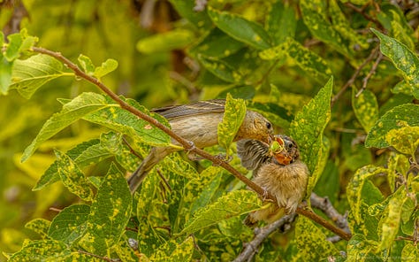 The female Lazuli Bunting arrives with a large, green grasshopper and then feeds it to her smallest fledgling.