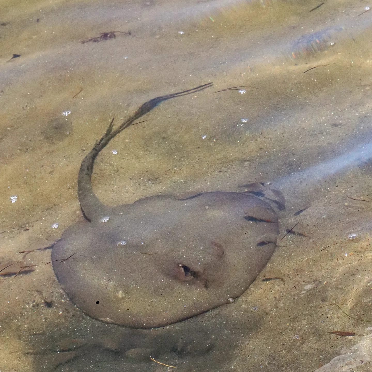 stingray in shallow waters, Placencia, Belize