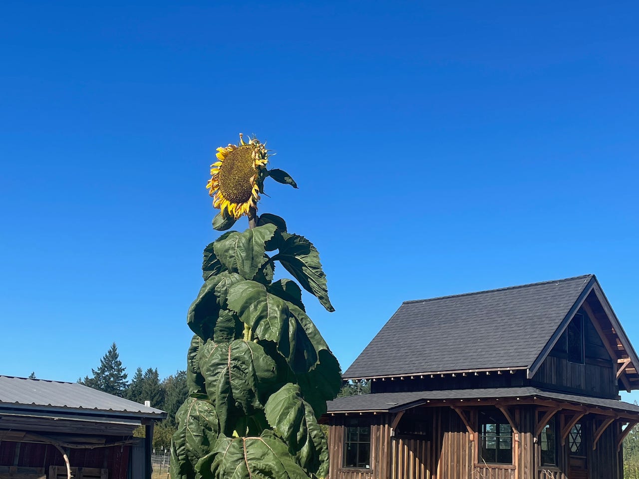 photo of sunflower against blue sky missing some petals