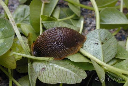 Common Species | College of Agricultural Sciences