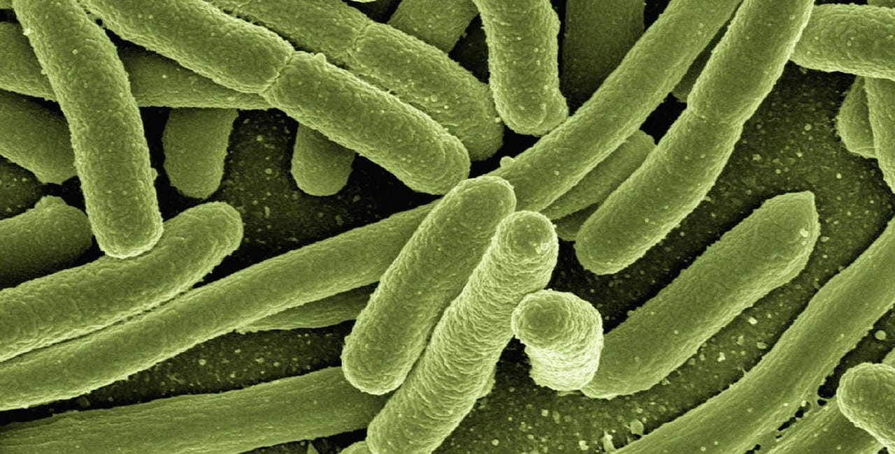 Chapter 3: The Kingdoms of Archaea and Bacteria