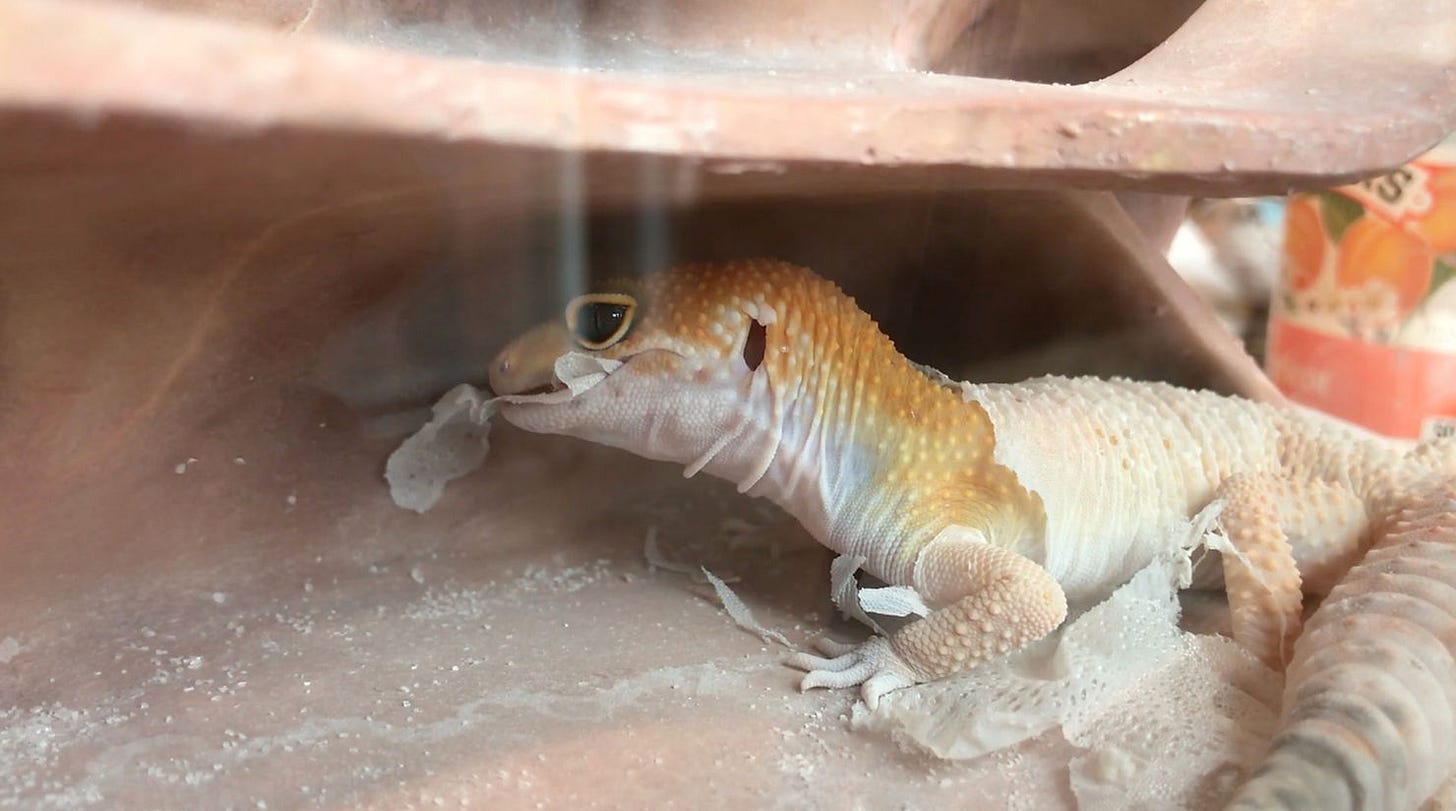 Leopard gecko eating skin Leopard gecko eating skin
