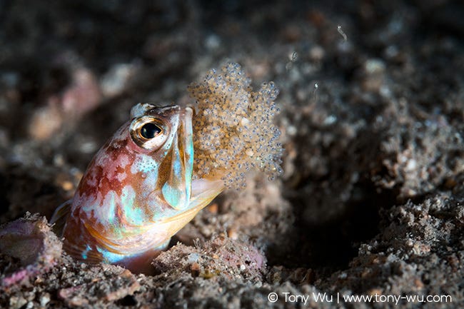 Jawfish hatching eggs, Opistognathus iyonis
