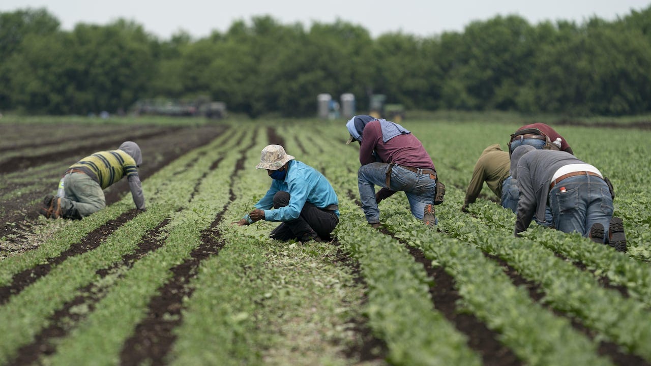 UN envoy links temporary foreign worker program to 'contemporary forms of slavery' | CBC News UN envoy links temporary foreign worker program to 'contemporary forms of slavery' | CBC News
