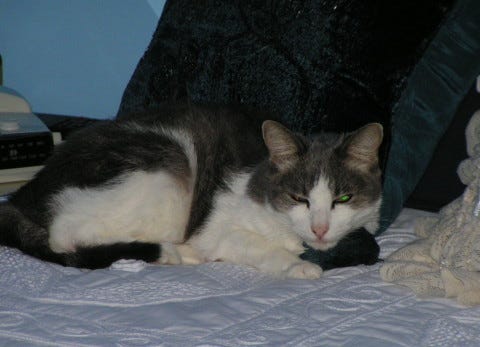 Kitty_Caring_For_Abused_Cats Kitty_Caring_For_Abused_Cats