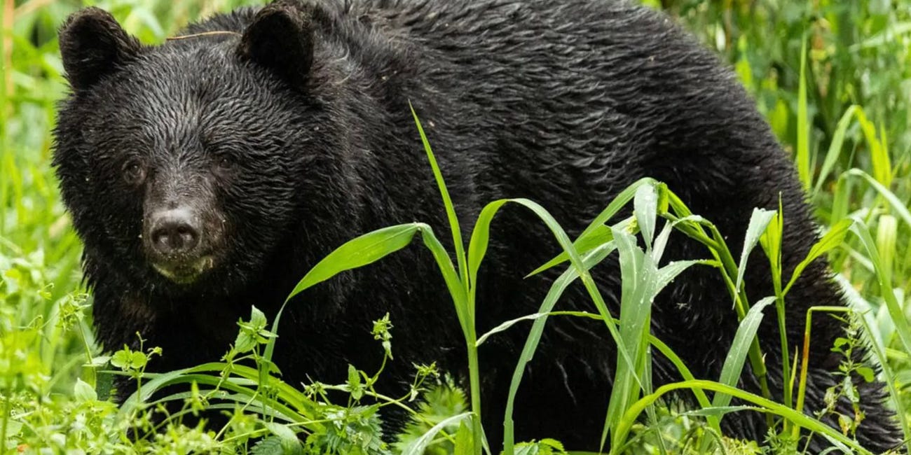 SCOUTING REPORT | SDSU's plant lab, new S.D. wheat, Japanese bear attacks, Canton Lutheran window grant