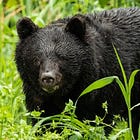 SCOUTING REPORT | SDSU's plant lab, new S.D. wheat, Japanese bear attacks, Canton Lutheran window grant