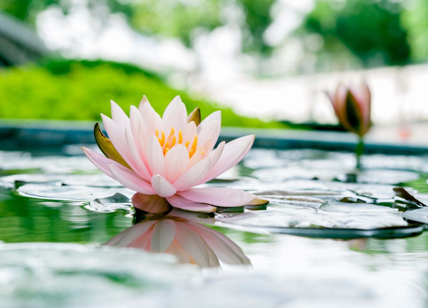 A single pink lotus flower floating serenely in dark water, its petals open and luminous against the still pond.