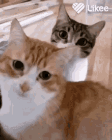 two cats are looking at the camera while sitting next to each other on a table . two cats are looking at the camera while sitting next to each other on a table .