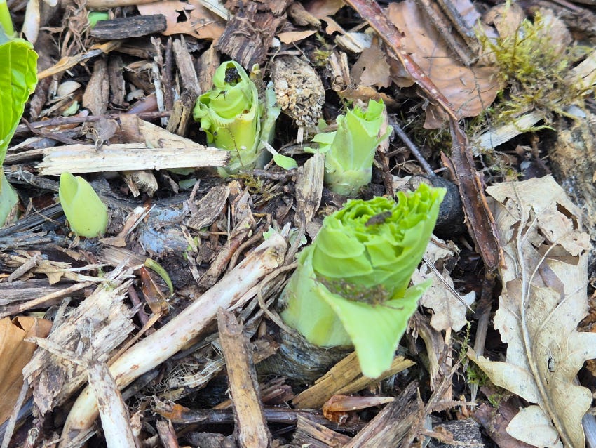 Hosta damage at Veddw
