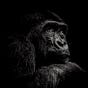 Nostalgic_Gorilla🖤's avatar