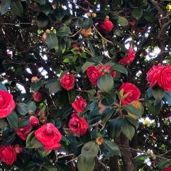 red rose bush close up red rose bush close up