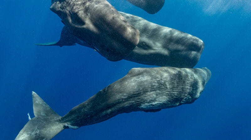 Sperm whale family