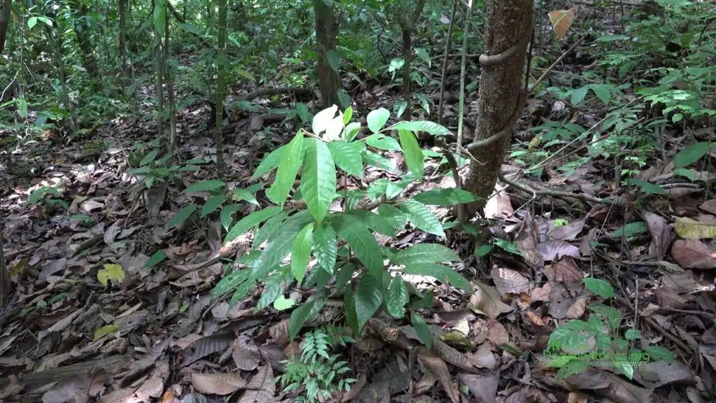 The Remarkable Life of a Plant in a Forest » Other » HF&G