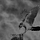 Steel Jackdaw Magazine