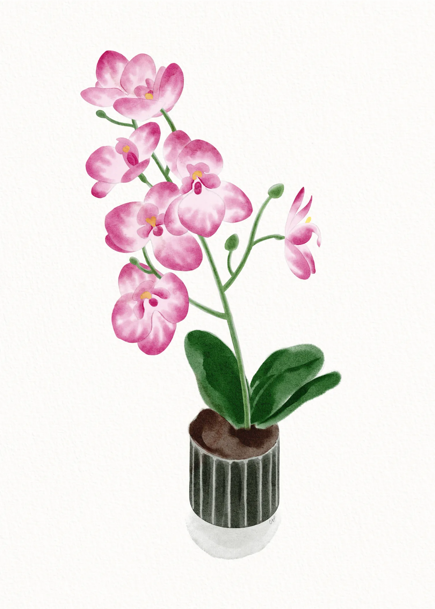 A vase with pink orchids.