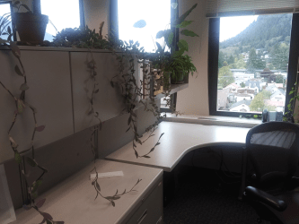 Empty cubicle from COVID lockdown