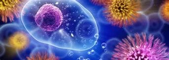 Image result for life organism