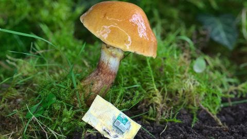 The skin of the Ganoderma lucidum mushroom has insulating properties and can withstand high temperatures. The skin of the Ganoderma lucidum mushroom has insulating properties and can withstand high temperatures.