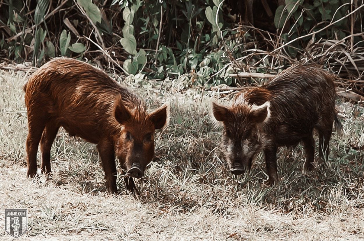 Hogs