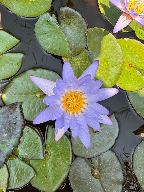 Six photos of small man-made ponds with plants and flowers growing in them.