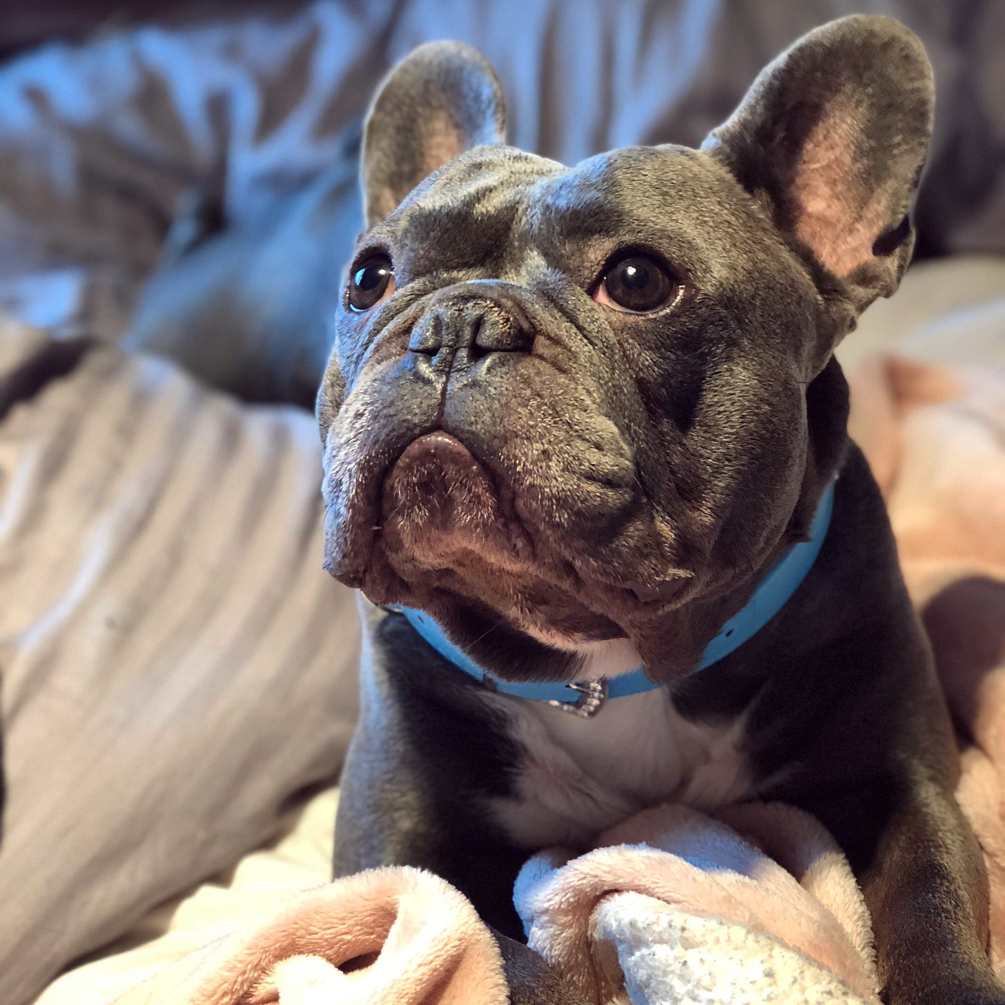 My dog, Dougie, a French bulldog, pictured laying on a blanket wearing a baby blue collar with a rhinestone encrusted clasp