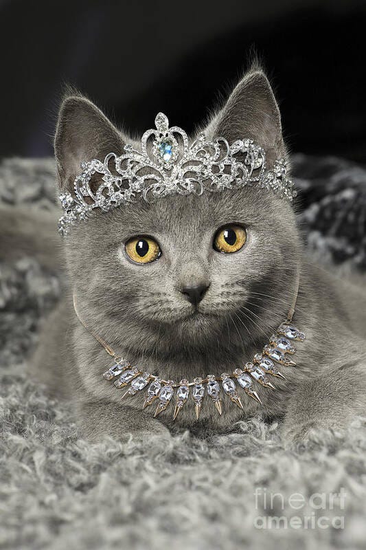 Grey Chartreux kitten indoors wearing diamond tiara and necklace Poster Grey Chartreux kitten indoors wearing diamond tiara and necklace Poster