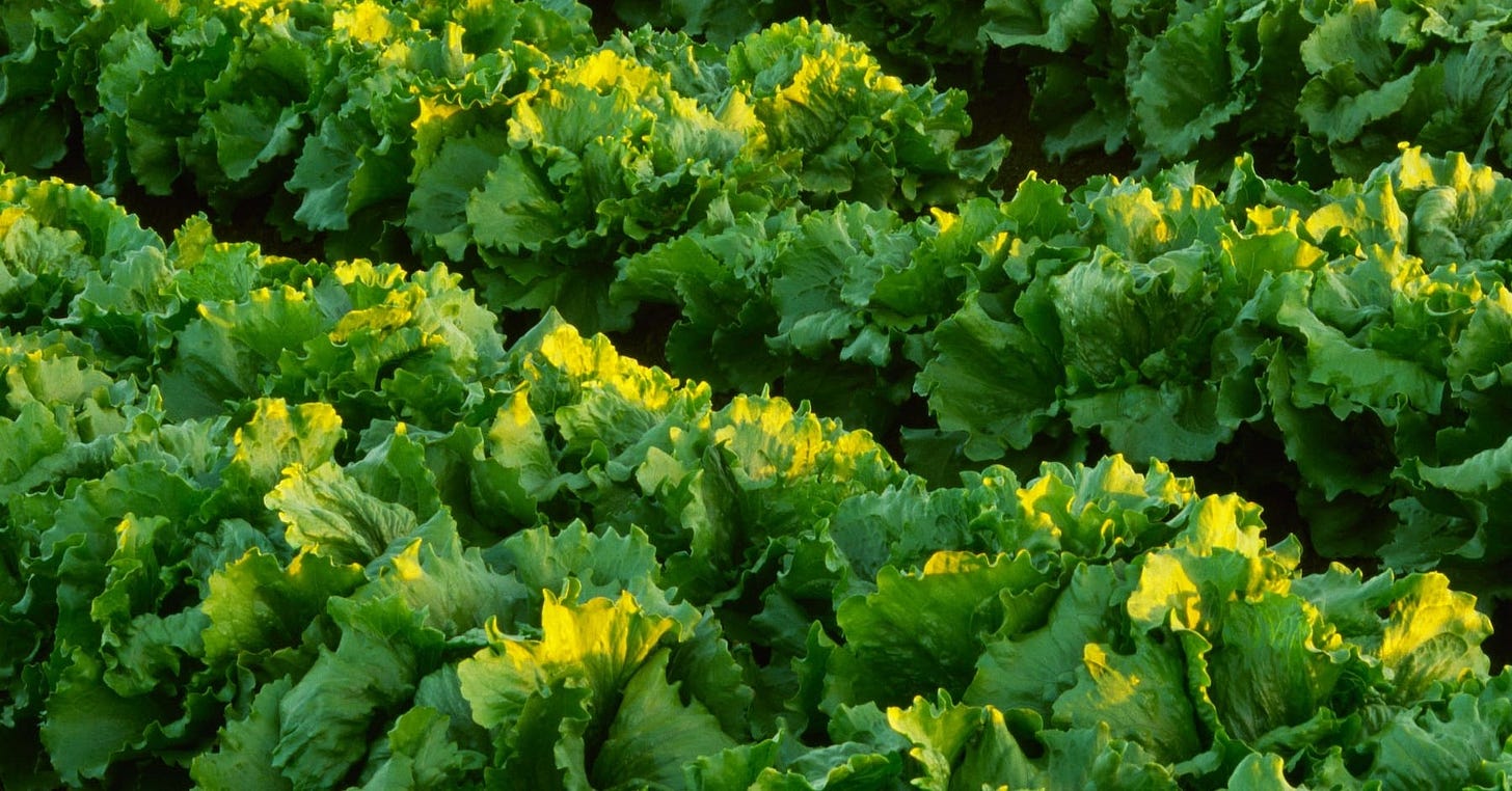 CDC, FDA link Taco Bell lettuce supplier to multistate cyclosporiasis outbreak - The Washington Post CDC, FDA link Taco Bell lettuce supplier to multistate cyclosporiasis outbreak - The Washington Post
