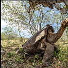 環境に合わせたら、大きくなった。ガラパゴスゾウガメという亀