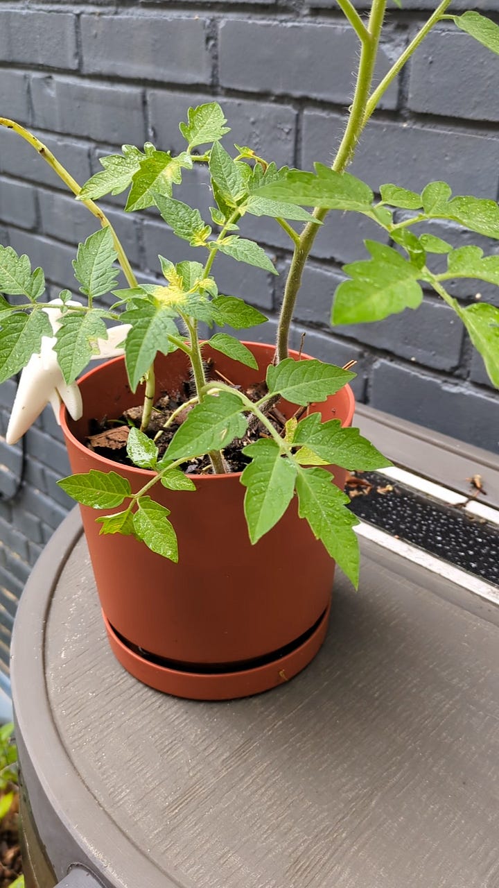 My biggest tomato plant so far, basil is that sad, leafless stem on the left.