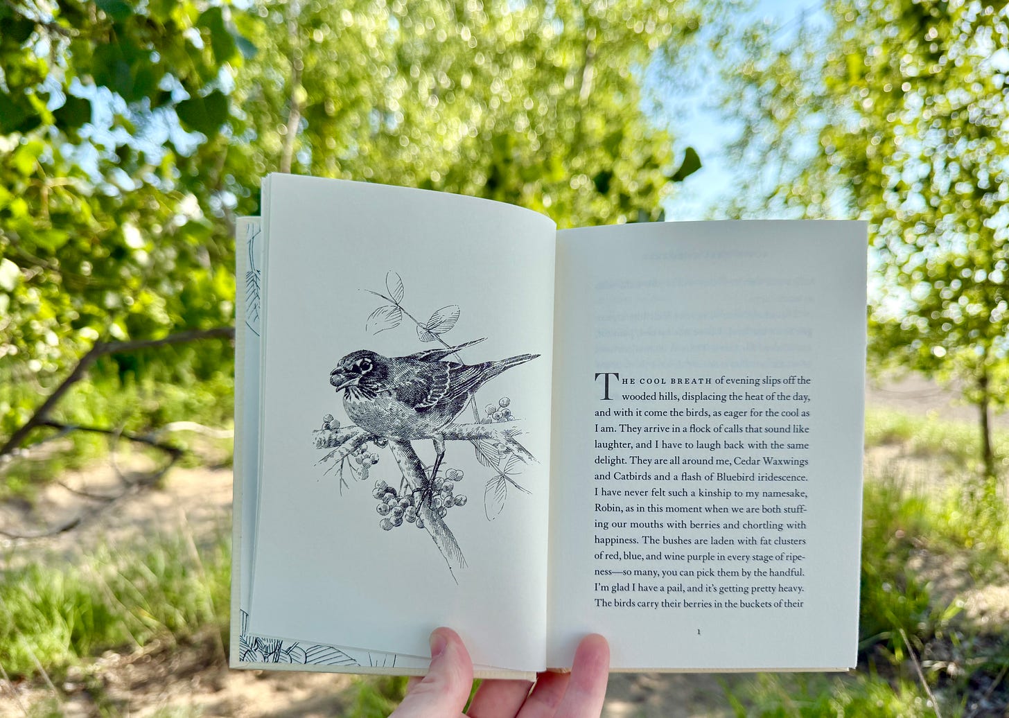 The Serviceberry includes beautiful illustrations by artist John Burgoyne