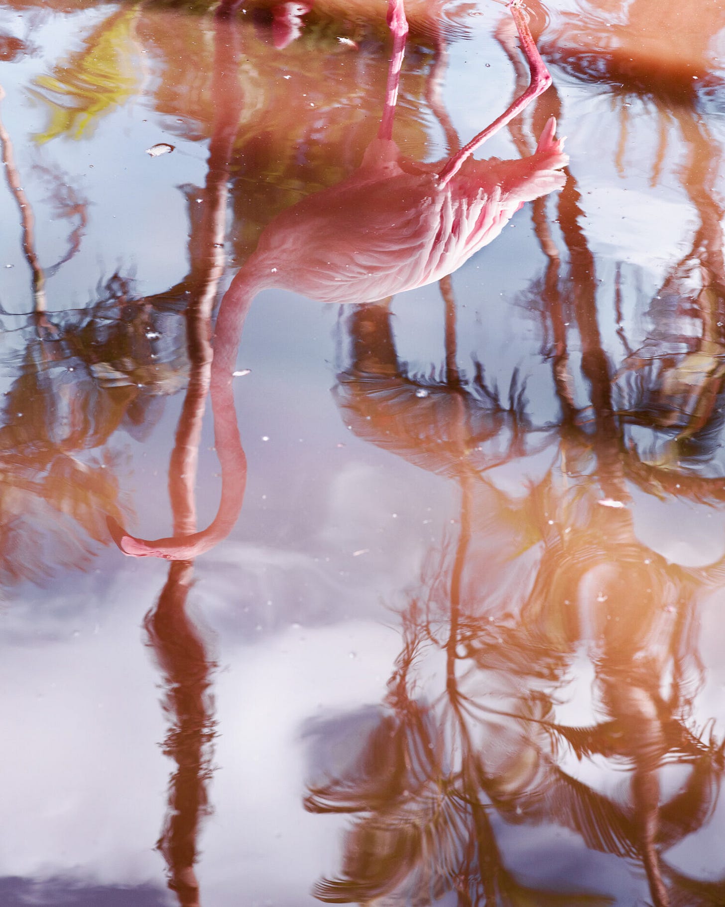 Flamingo Reflection, 2018 Flamingo Reflection, 2018