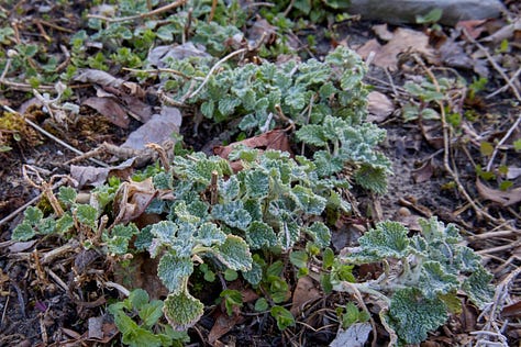 various perennial herbs emerging in the garden in the spring