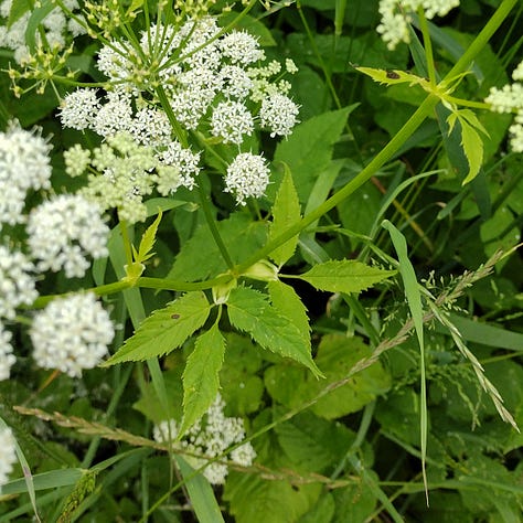 The white, ball shaped umbelliferous flowers of ground elder, the ternate leaves and a froth of white flowers