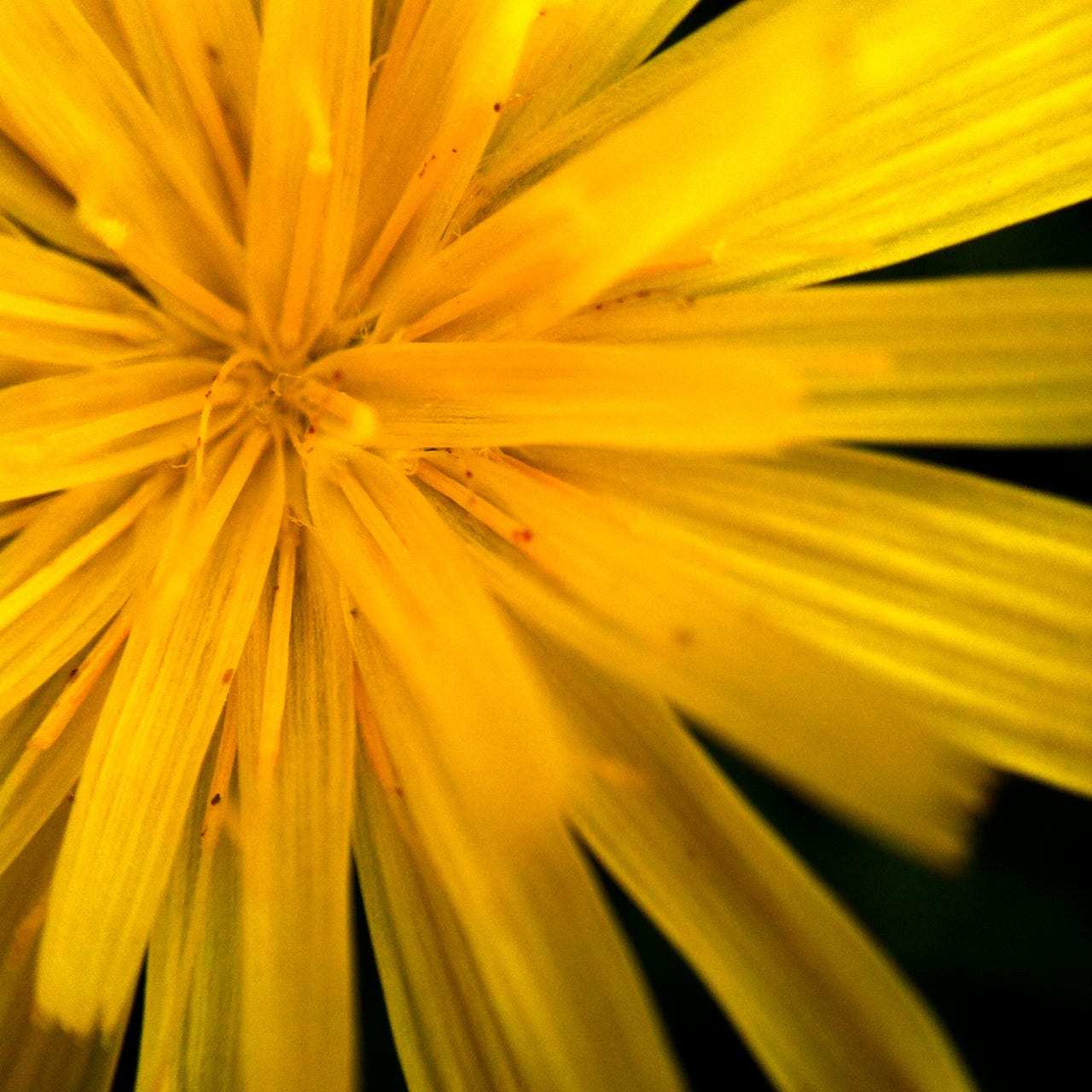 Rewilding Soil and Soul