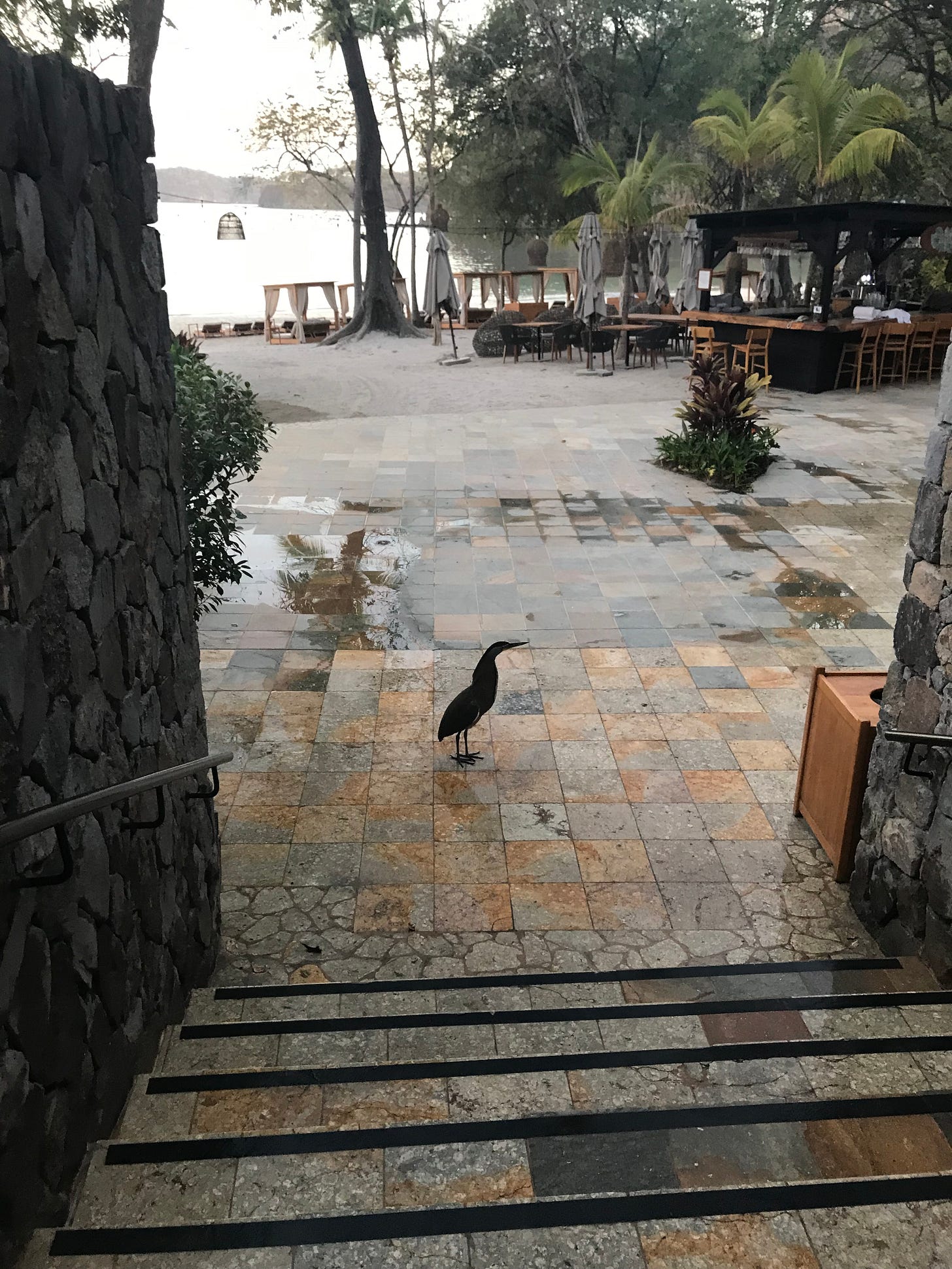 A little blue heron exploring a beachside resort