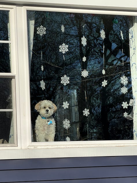 small what dog in a window with snowflakes, woman with small white dog, woman with labrador on her lap