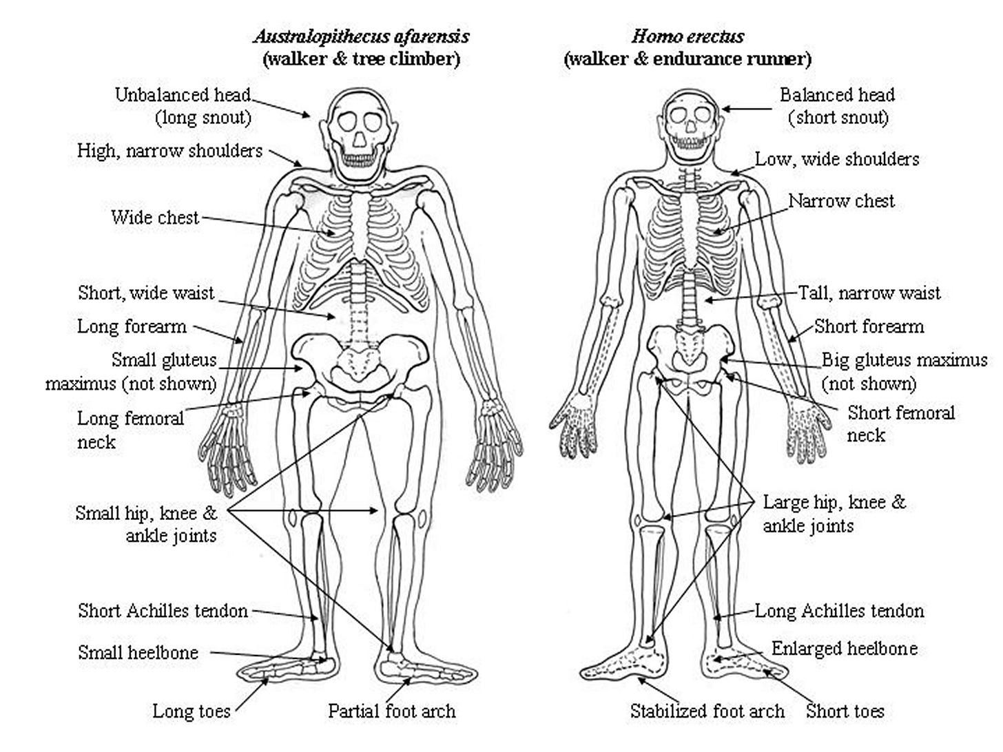 How Running Made Us Human – UNews Archive How Running Made Us Human – UNews Archive