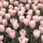 .هاجر's avatar