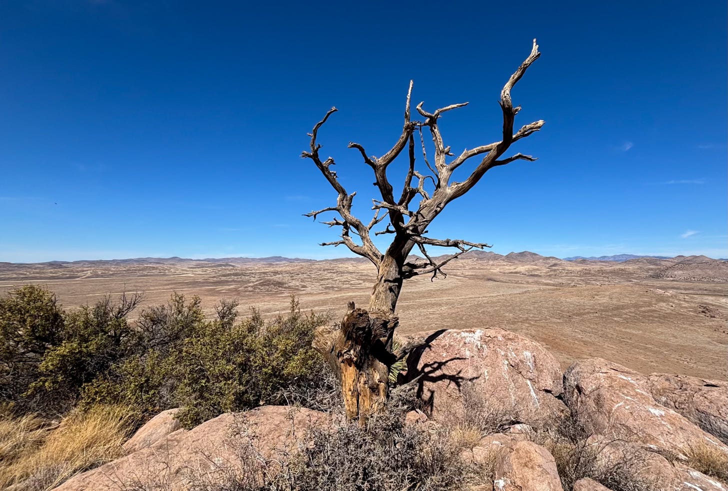 desert landscape with rocks and single twisted bare tree