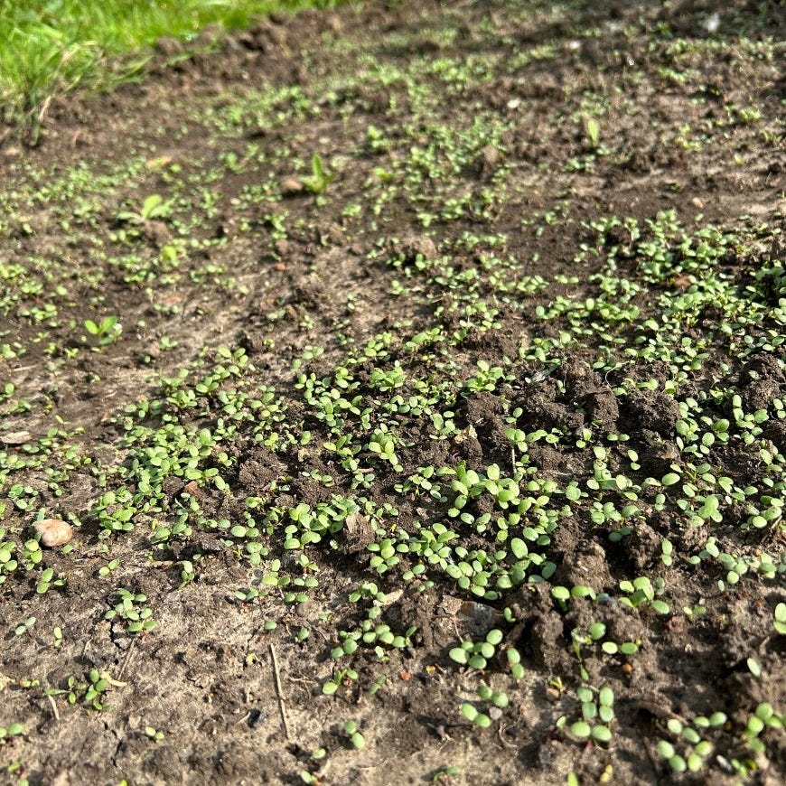 A dirt patch with small green plants
AI-generated content may be incorrect. A dirt patch with small green plants
AI-generated content may be incorrect.