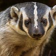 Badger's avatar