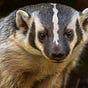 Badger's avatar